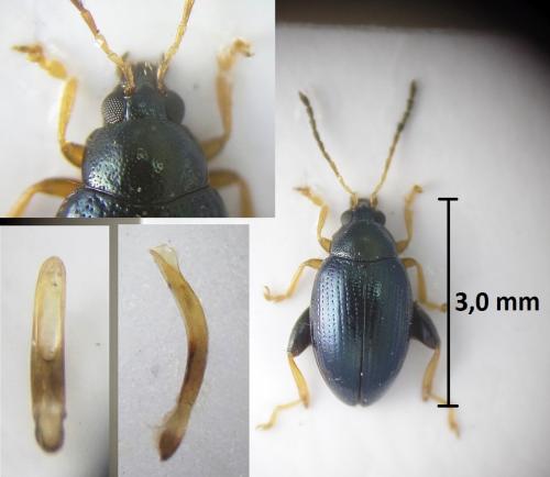 Réf. 217 738 : Psylliodes napi